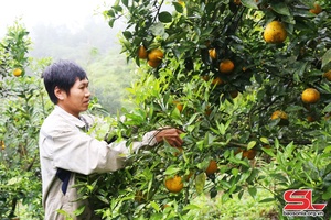 Thu nhập cao từ trồng cam hữu cơ
