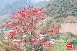 Mùa hoa gạo bên sông Đà