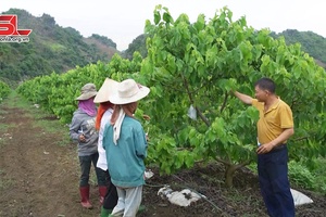 Mai Sơn phát huy vai trò kinh tế tập thể trong sản xuất nông nghiệp