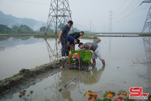 Mô hình “Ruộng nhà mình” ở Phù Yên