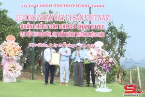  Lễ công bố Cây di sản Việt Nam cho quần thể 57 cây chè Shan tuyết cổ thụ