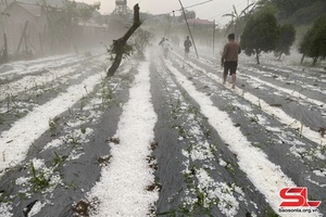 'Mưa đá gây thiệt hại lớn về hoa màu tại xã Lóng Luông, huyện Vân Hồ