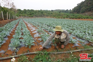 Mai Sơn: Trên 6.080 ha cây trồng bị ảnh hưởng của hạn hán