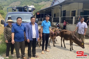 'Trao bê giống cho 68 hộ gia đình dân tộc La Ha