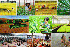 'Đề xuất Bộ chỉ tiêu giám sát đánh giá về nông nghiệp nông dân và nông thôn