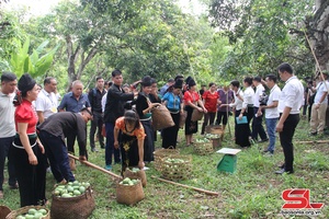 Ngày hội xoài Yên Châu năm 2024 sẽ diễn ra vào ngày 8 và 9/6