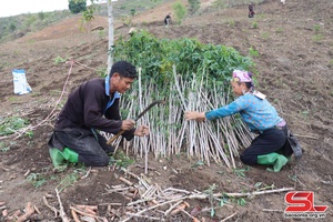 Nông dân Sông Mã gieo trồng cây trên nương