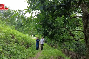 Mường Bú mùa quả ngọt