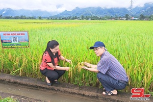 Phù Yên “số hoá” sản phẩm lúa hữu cơ