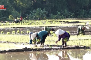 Yên Châu sản xuất lúa mùa