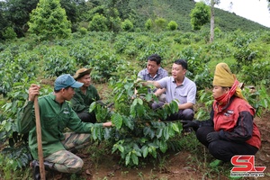 Tái canh cây cà phê ở Thuận Châu