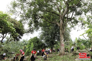 Đặc sản trám đen Phiêng Mựt