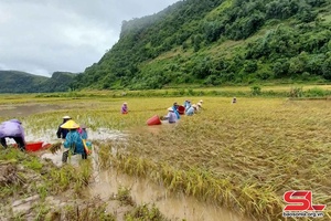 Giúp dân thu hoạch lúa sau bão ở Ngọc Chiến