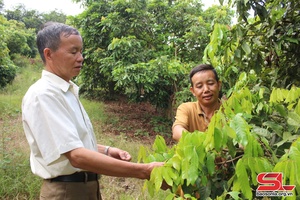 Phục hồi cây nhãn sau thu hoạch