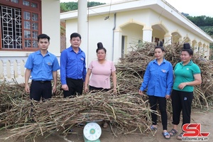 Bàn giao cỏ giống cho 37 hộ tại Làng thanh niên lập nghiệp Púng Bánh