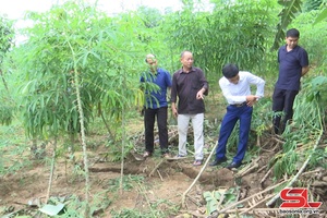 'Xuất hiện vết nứt trên đồi, nguy cơ sạt lở tại xã Sốp Cộp