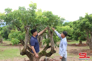 Nông dân Chiềng Khương thi đua làm giàu