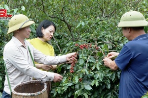 Cà phê Sơn La trước vụ thu hái