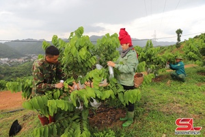 Mai Sơn phát triển nông nghiệp bền vững