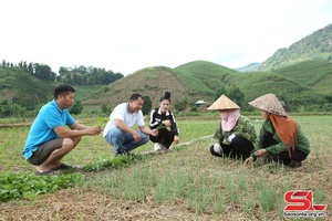 Đảm bảo thời vụ gieo trồng cây vụ đông