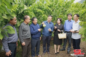 'Đoàn đại biểu tỉnh Hủa Phăn, Luông Pha Bang thăm các mô hình nông nghiệp tại Mộc Châu