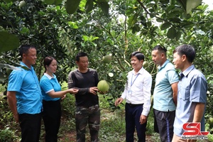 'Phòng trừ sâu bệnh hại cho cây ăn quả