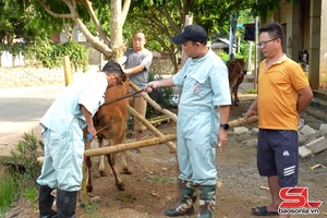 'Nâng cao năng suất và tính bền vững cho ngành chăn nuôi