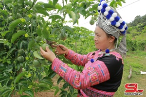 ' Sơn La đạt chỉ tiêu giảm tỷ lệ hộ nghèo 