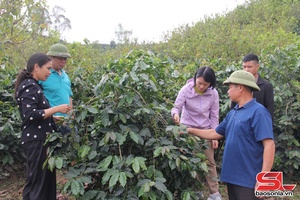 'Xây dựng vùng chuyên canh cà phê chất lượng cao