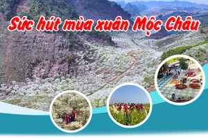 'Sức hút mùa xuân Mộc Châu