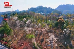 Thành phố hoa ban