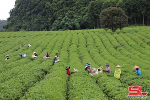 Thương hiệu chè Phổng Lái