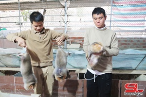 Triển vọng mô hình nuôi dúi ở Sốp Cộp