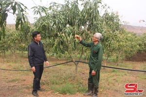 Nông dân Yên Châu tích cực chăm sóc xoài tròn 