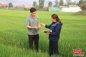 Chủ động phòng trừ sâu bệnh, đảm bảo vụ lúa xuân bội thu