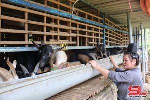 'Tông Lạnh phát triển chăn nuôi theo hướng hàng hóa
