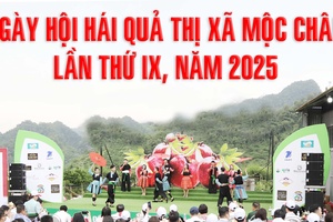 'Ngày hội hái quả thị xã Mộc Châu lần thứ IX, năm 2025