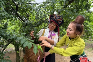 'Sôi nổi, hấp dẫn phần thi hái mận
