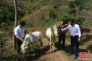 '"Dòng vốn xanh" tiếp sức cho nông dân vùng cao Bắc Yên