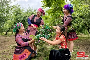 'Mùa mận Phiêng Khoài
