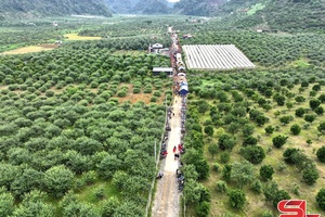 Mộc Châu sẵn sàng cho ngày hội hái quả