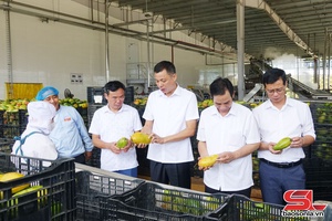 Đồng chí Phó Chủ tịch UBND tỉnh thăm và làm việc với Trung tâm chế biến rau, quả Doveco Sơn La
