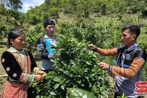 Chè Tà Xùa - Tinh hoa của núi rừng vùng cao 