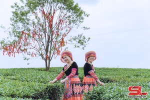 'Mộc Châu - điểm đến lý tưởng dịp hè
