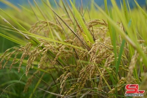 'Mùa vàng trên cánh đồng Mường Tấc