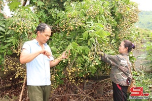'Thương lái vào tận vườn thu mua quả