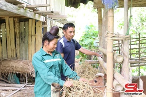 Phát triển chăn nuôi gia súc ở Mường Giôn
