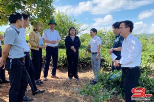Đồng chí Phó Chủ tịch Thường trực UBND tỉnh khảo sát địa điểm xây dựng trường tại các xã biên giới
