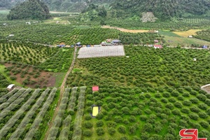 'Thảo Nguyên phát triển nông nghiệp ứng dụng công nghệ cao 