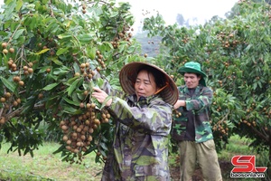 Trù phú vùng cây ăn quả Phiêng Khoài